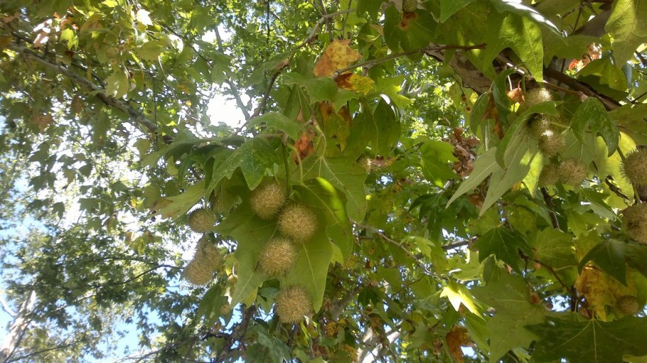 Платаны в Риме