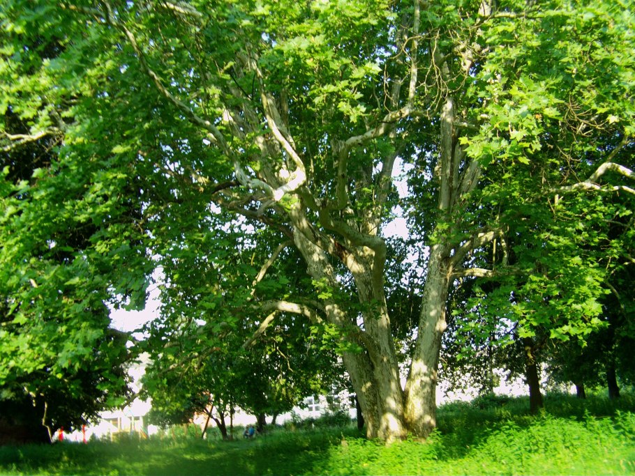 Платан Самурский лес