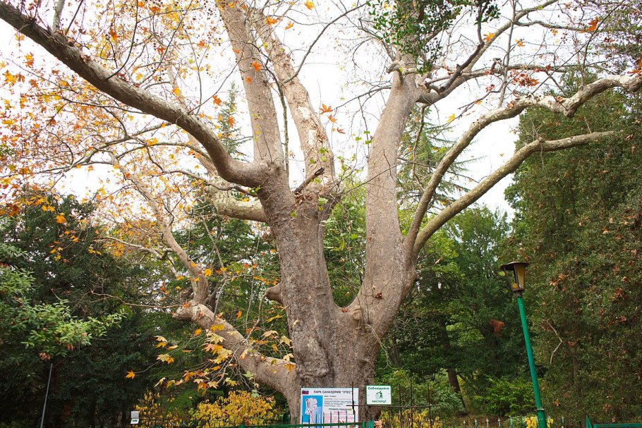 Платан Краснодар дерево