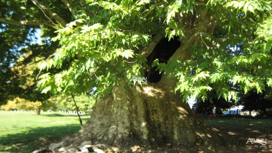 Огромные Платан в Мисхоре