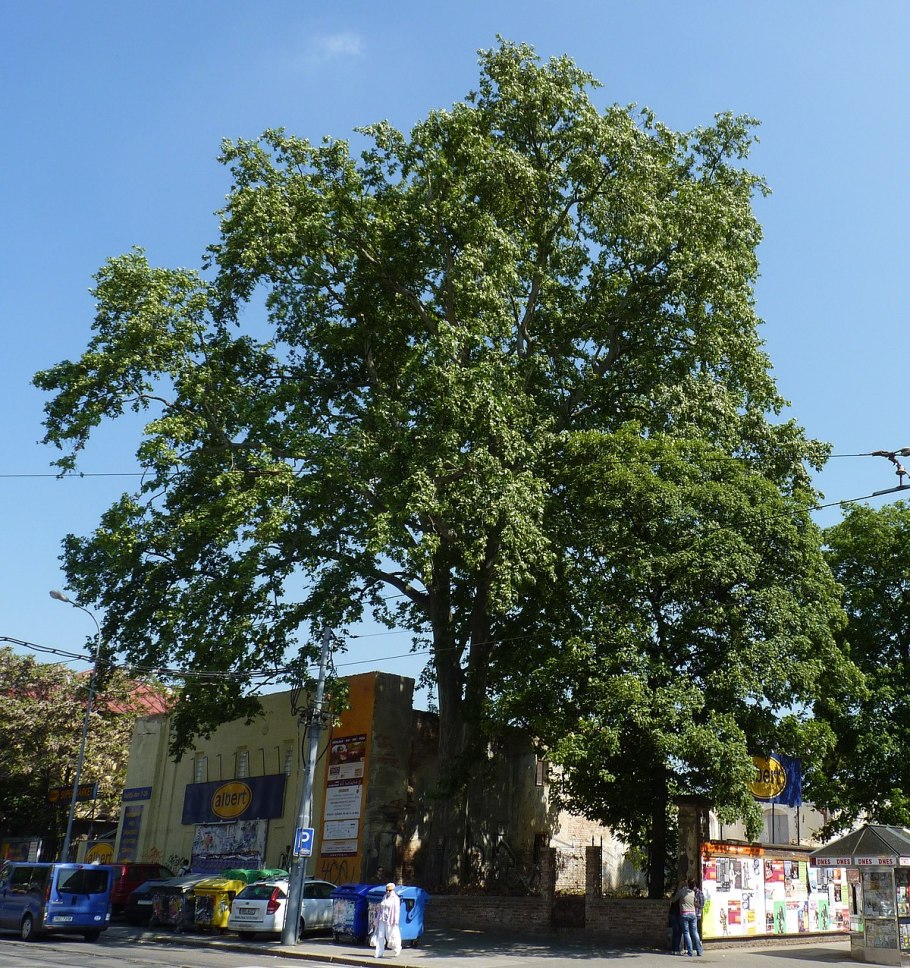 Платан Восточный (Чинар)