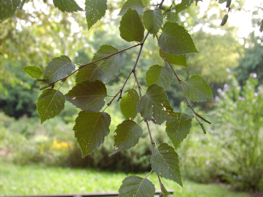 Береза приземистая Betula humilis