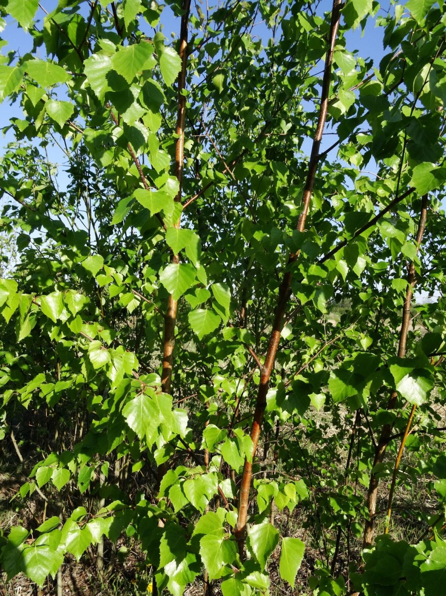 Береза карликовая Betula Nana