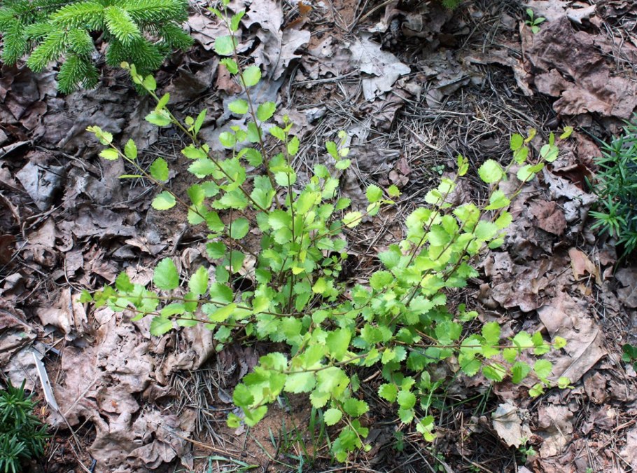 Береза приземистая Betula humilis
