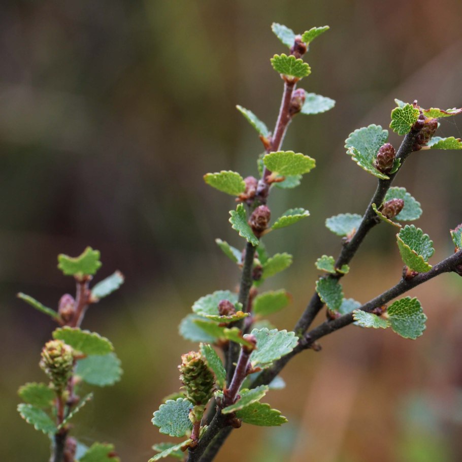 Betula fruticosa