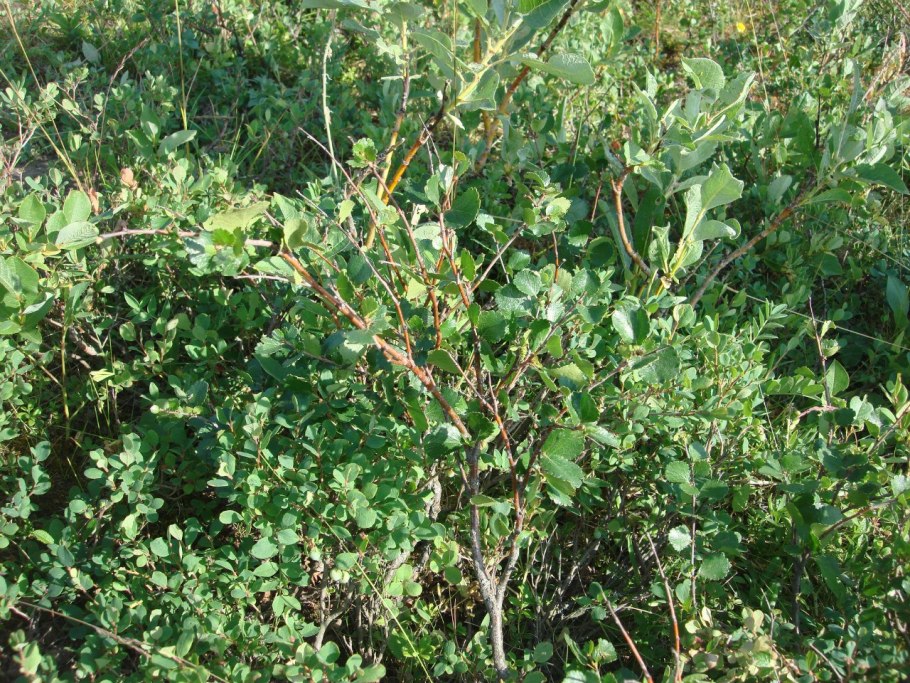 Betula pendula Trost's Dwarf