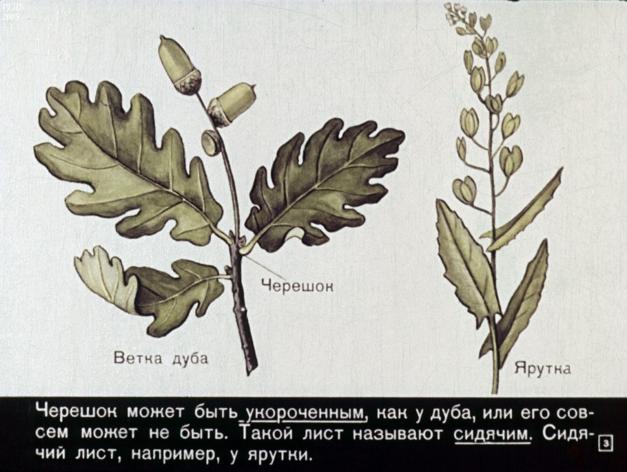 Строение листа дуба черешчатого