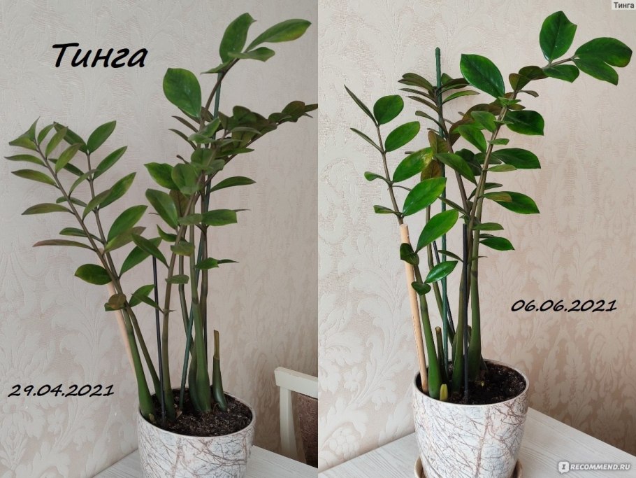 Замиокулькас Росток