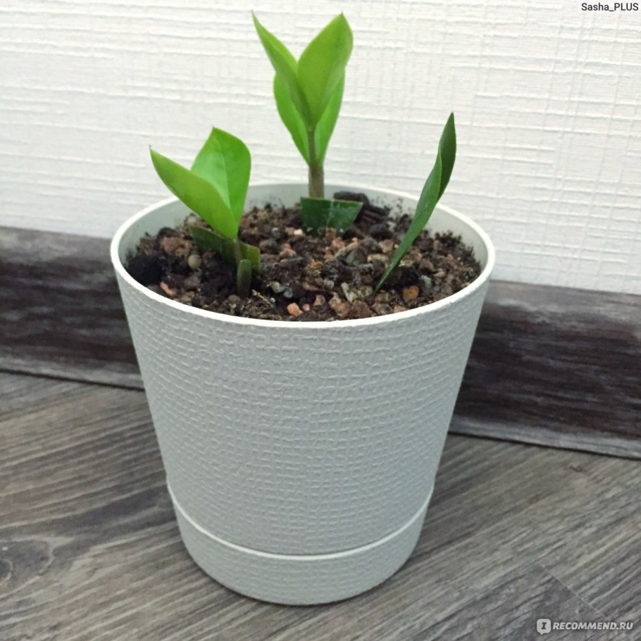 Паутинный клещ на замиокулькас