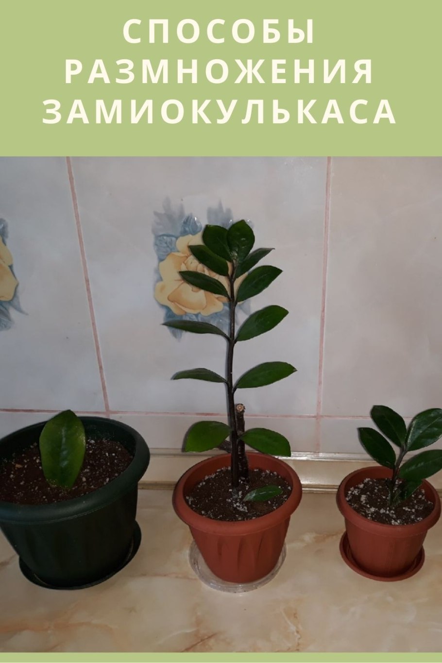 Цветок замиокулькас отросток