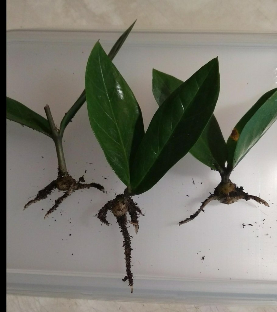 Выращивание в чайных пакетиках замиокулькас