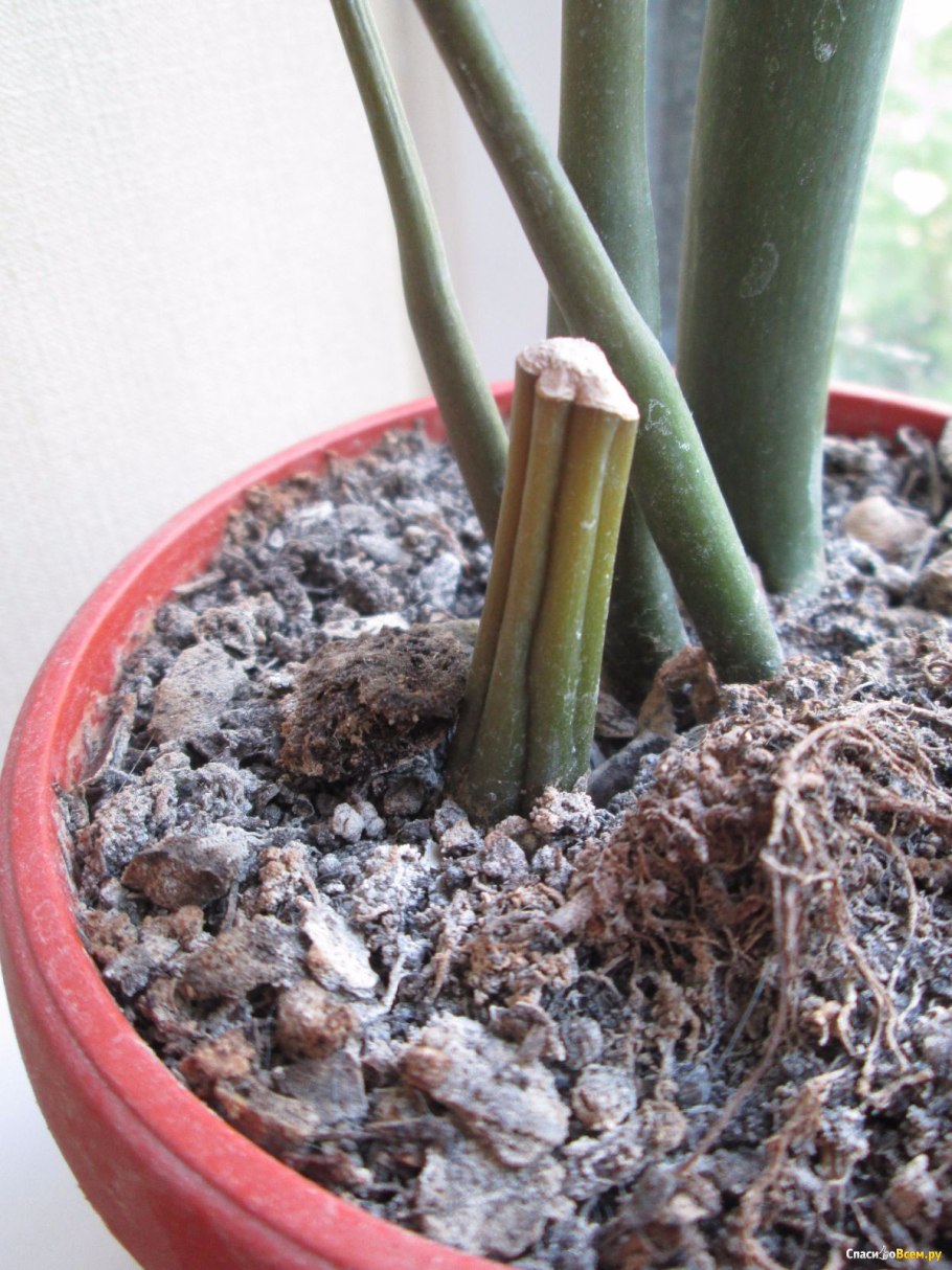 Замиокулькас черенкование