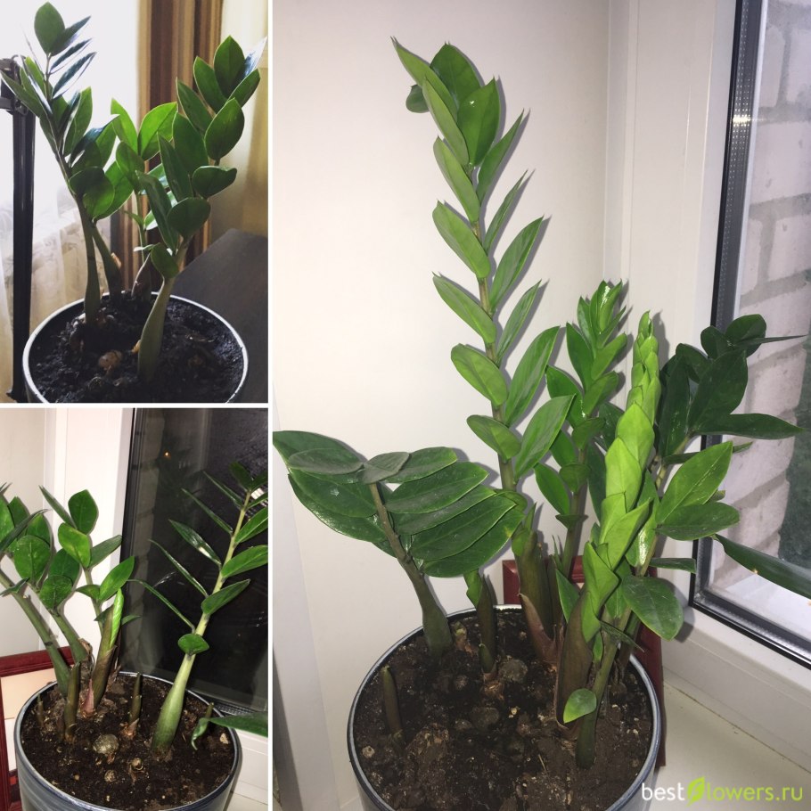 Замиокулькас корневая