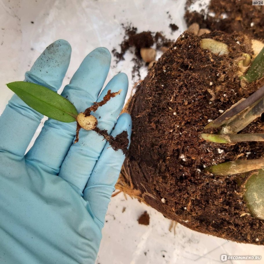 Замиокулькас в дикой природе