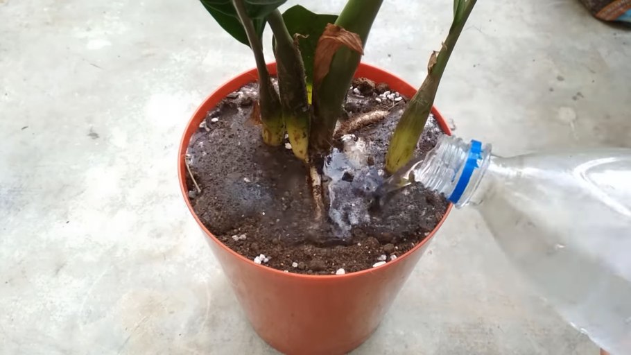 Селекция черенком замиокулькас