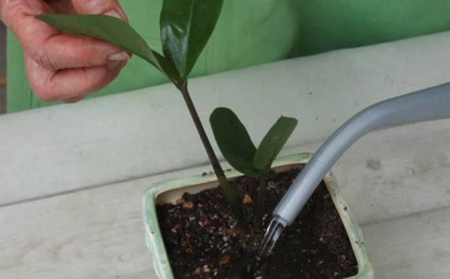 Замиокулькас размножение клубнем