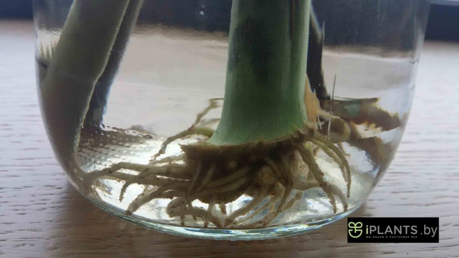 Замиокулькас рост