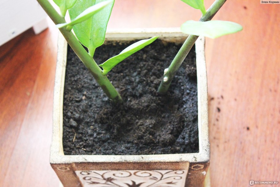 Замиокулькас обрезание стебля