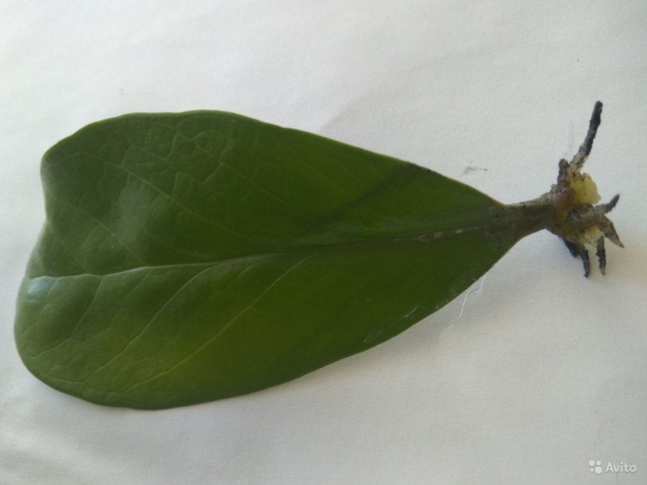 Замиокулькас Жук