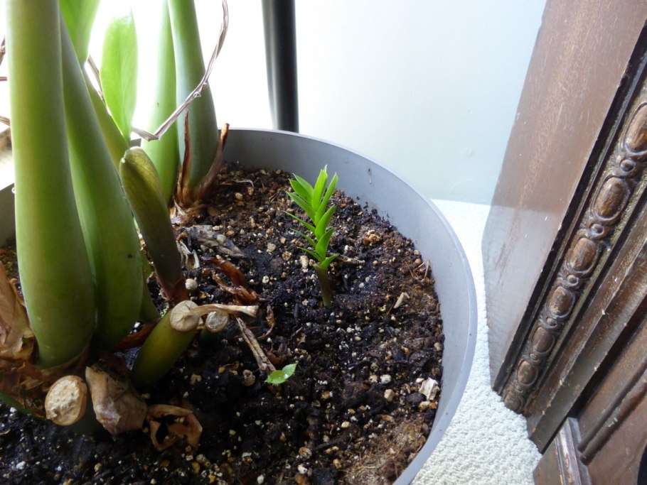 Замиокулькас зизи