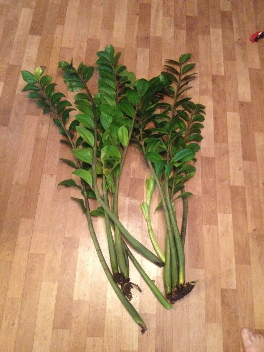 Полив цветок замиокулькас