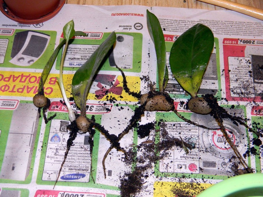 Замиокулькас бутон