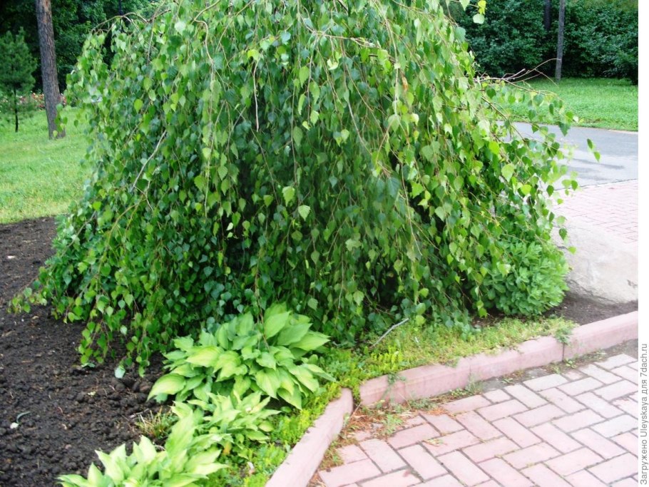 Береза бородавчатая "Youngii"