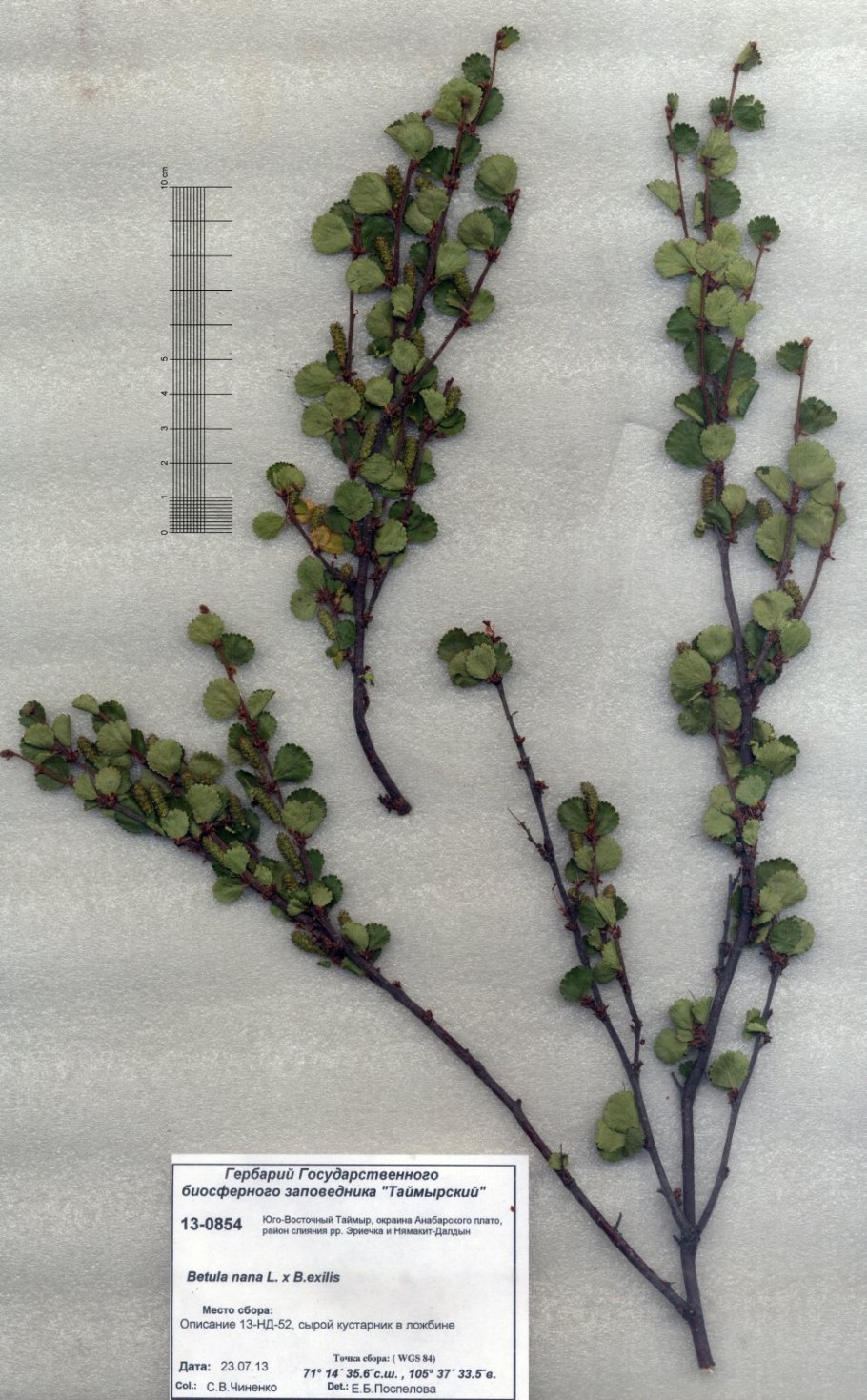 Ива Пендула плакучая