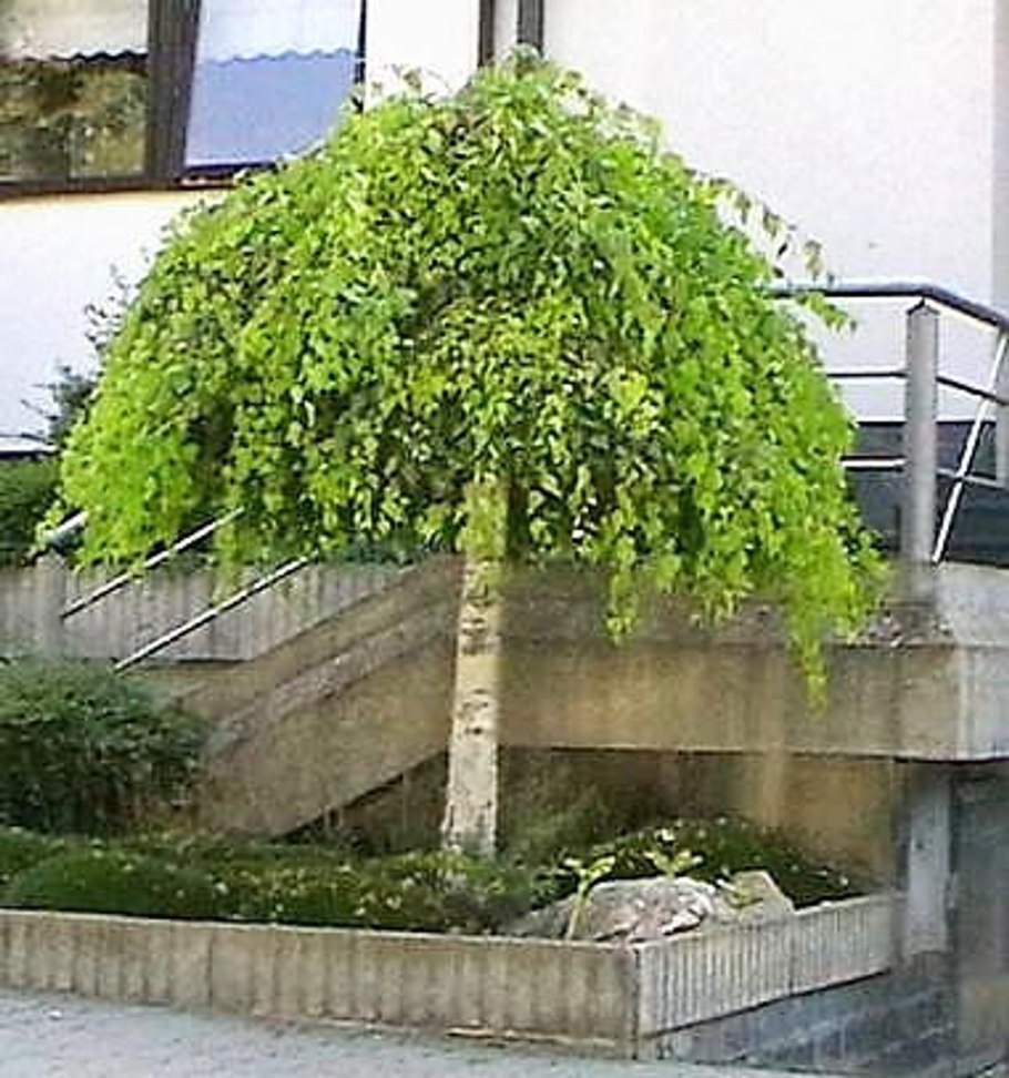 3. Береза повислая (Betula pendula rhot.);