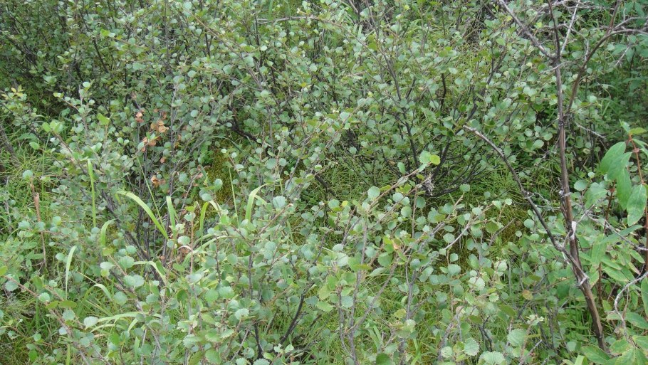 Молодые саженцы Березки