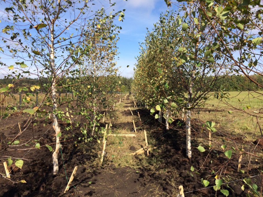 Береза Юнги на штамбе