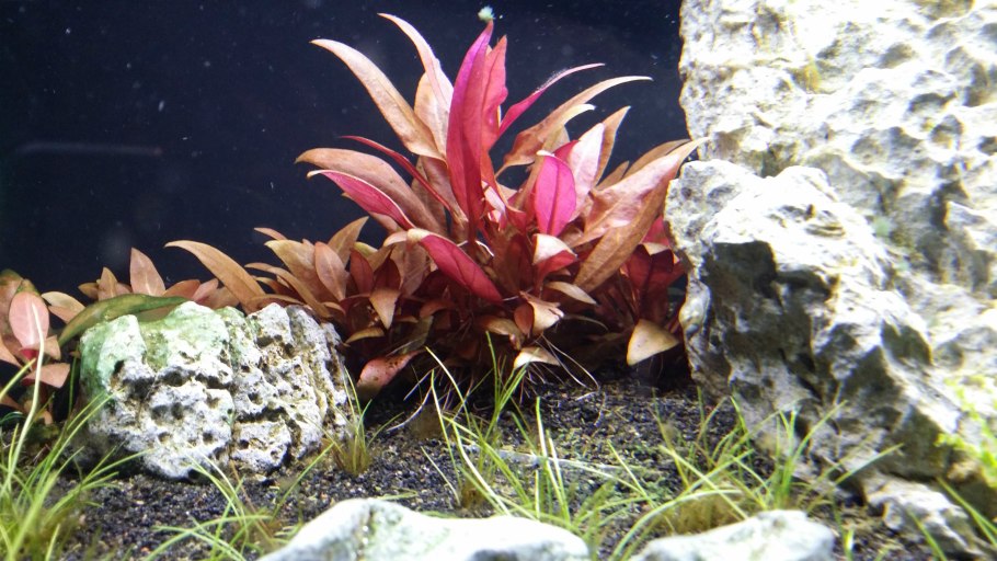 Альтернантера бетзикиана красная