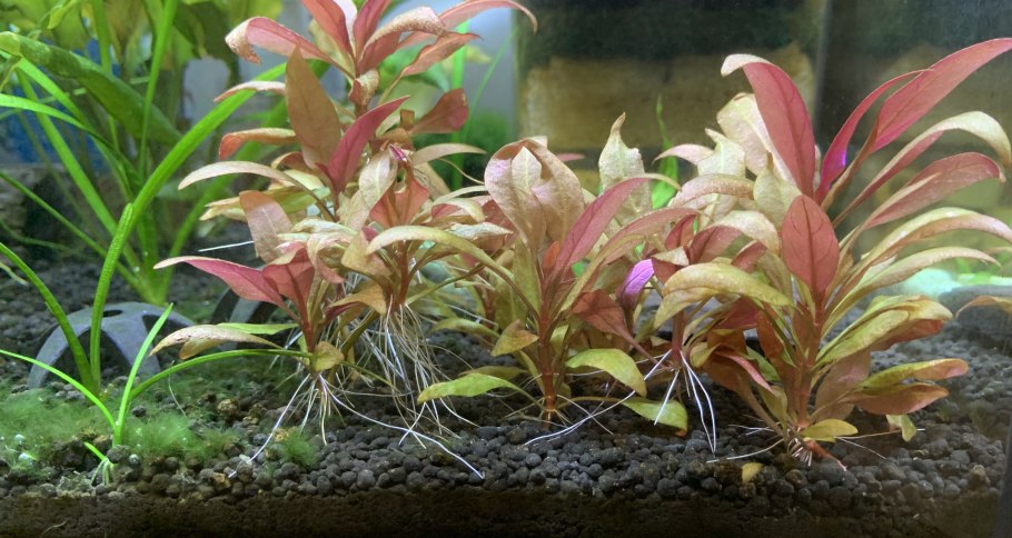 Альтернантера розефолия (Alternanthera reineckii 'roseafolia')