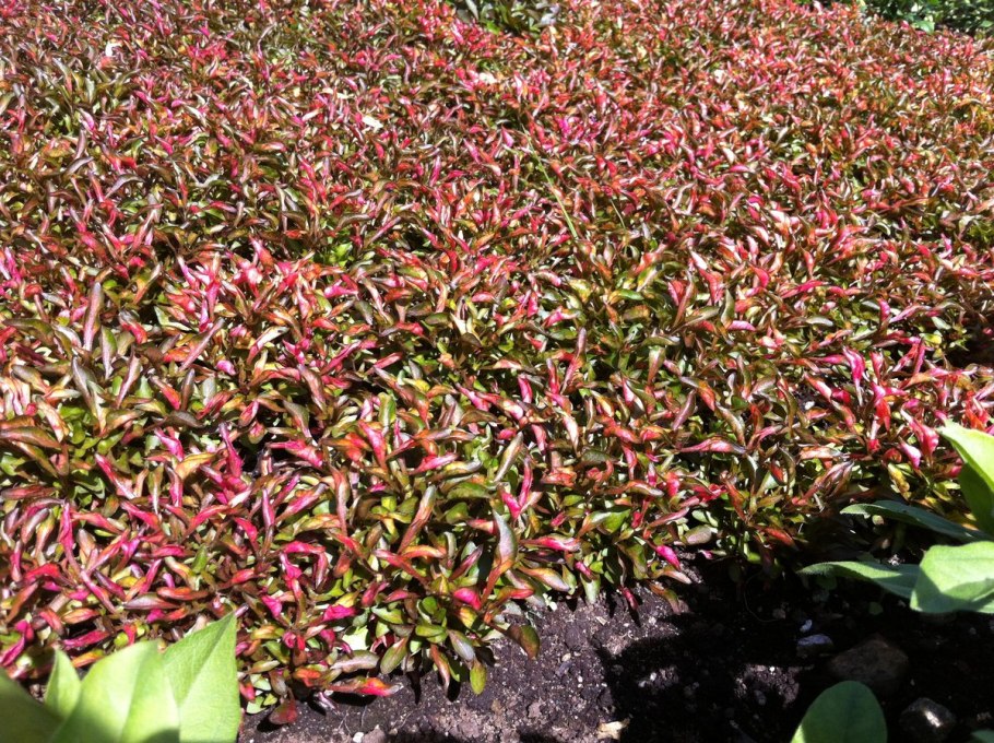 Альтернантера металлика