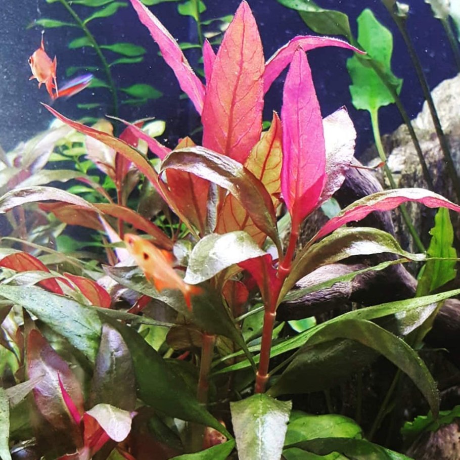 Альтернантера Рейнека (Alternanthera reineckii)