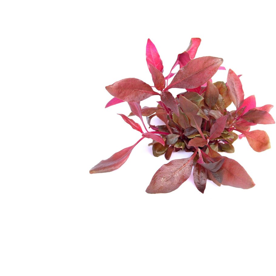 Альтернантера кардинальская