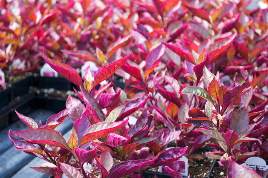 Alternanthera reineckii rosaefolia