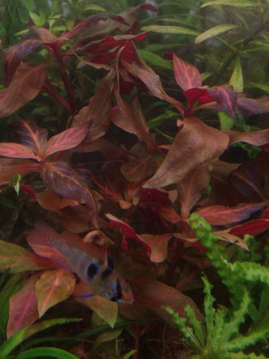 Альтернантера Рейнека