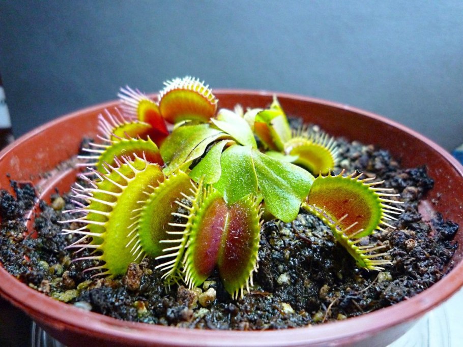 Венерина Дионея