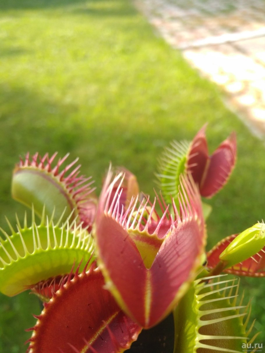 Венерина мухоловка