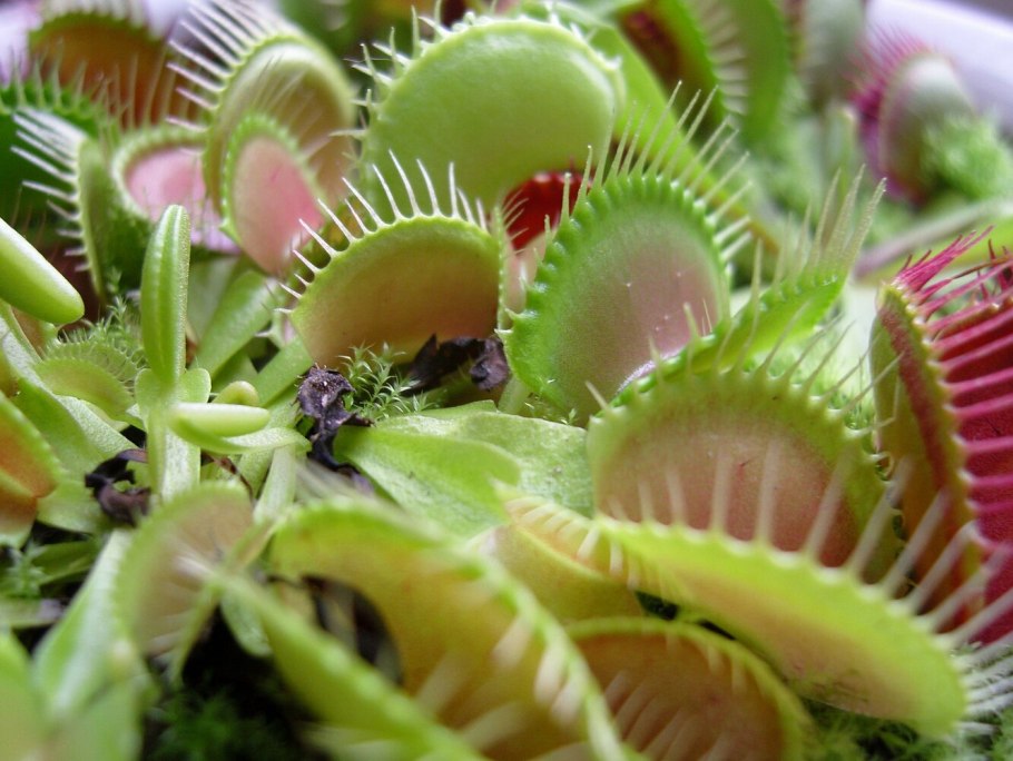 Венерина Дионея