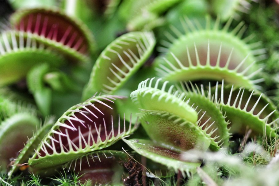 Венерина мухоловка