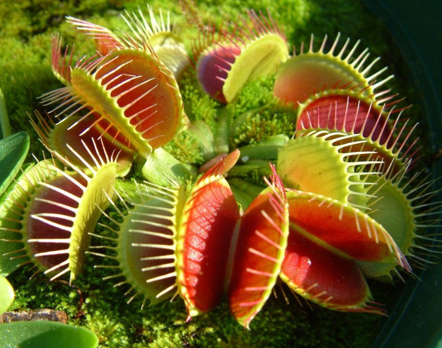 Венерина мухоловка