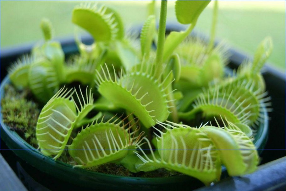 Венерина мухоловка цветок