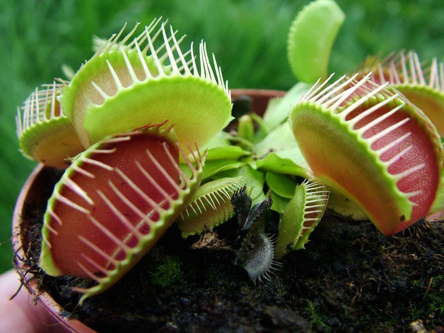 Растение хищник Дионея