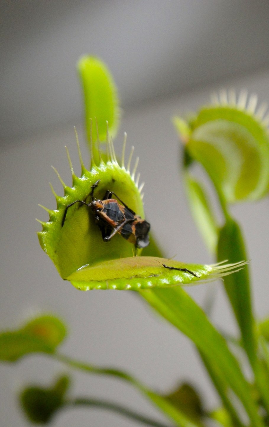 Растение Венерина мухоловка монстр