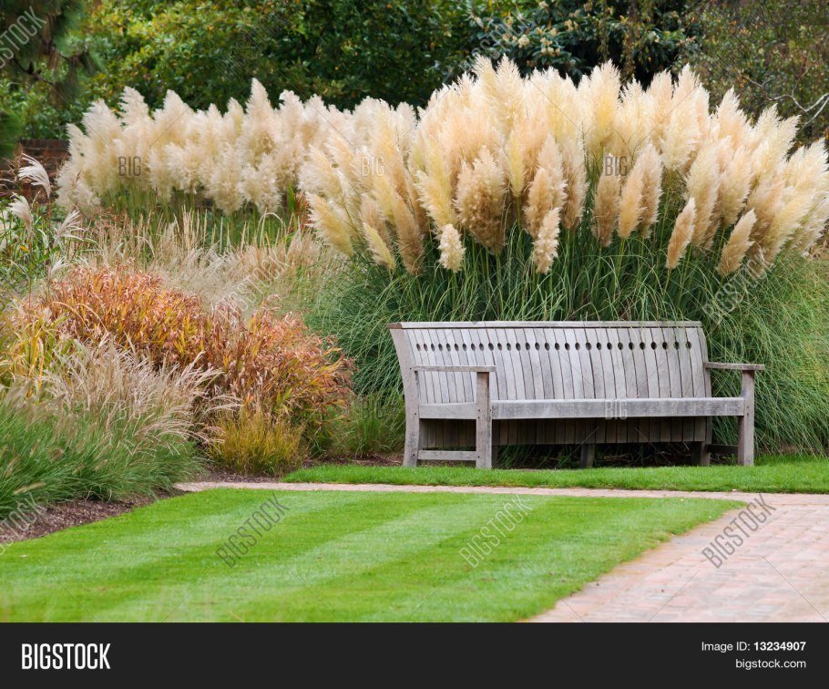 Кортадерия Селло