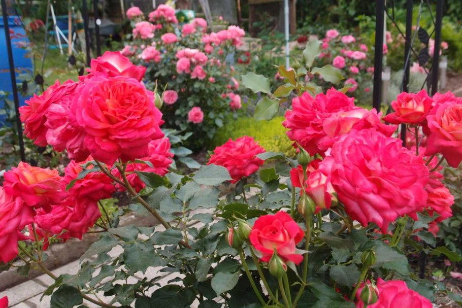 Розы Тантау Midsummer