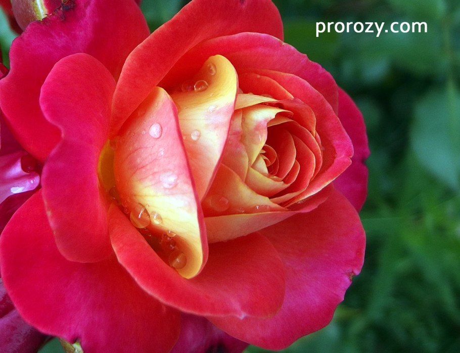 Роза флорибунда мидсаммз