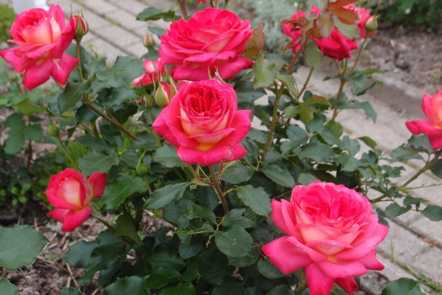 Роза флорибунда мидсамо